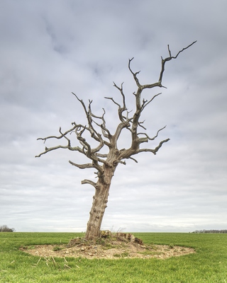 images of Dorset -   Lone Tree At Tarrant Monkton