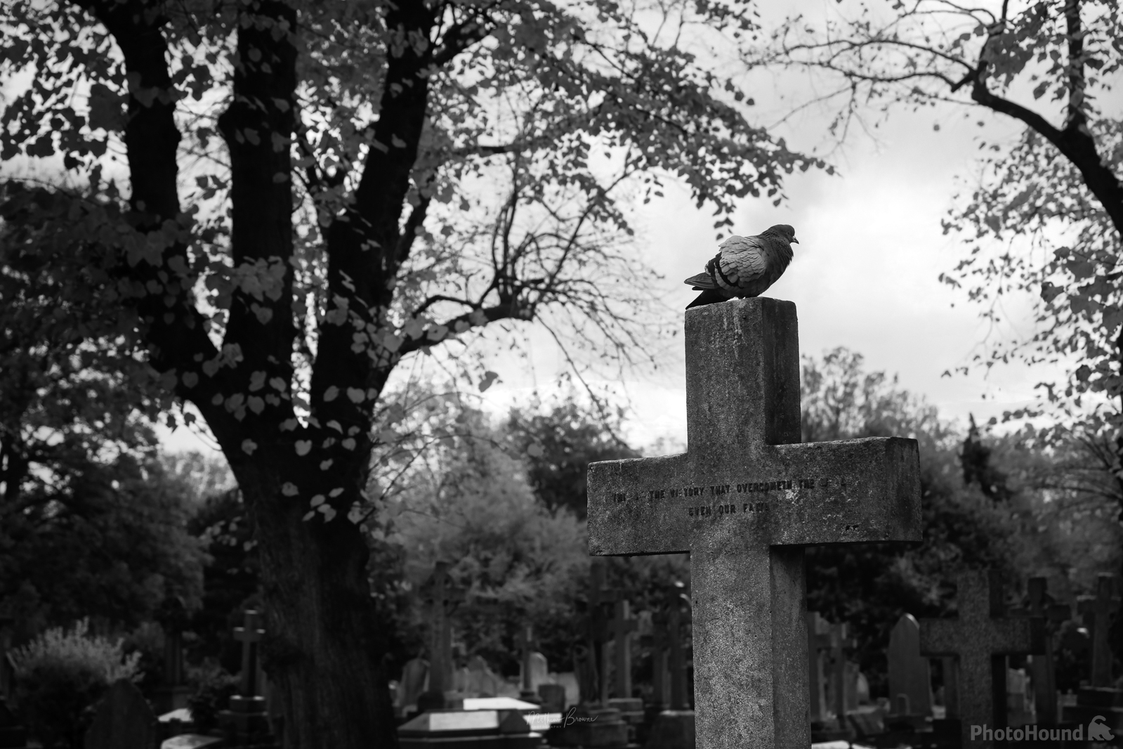 Image of Brompton Cemetery by Mathew Browne