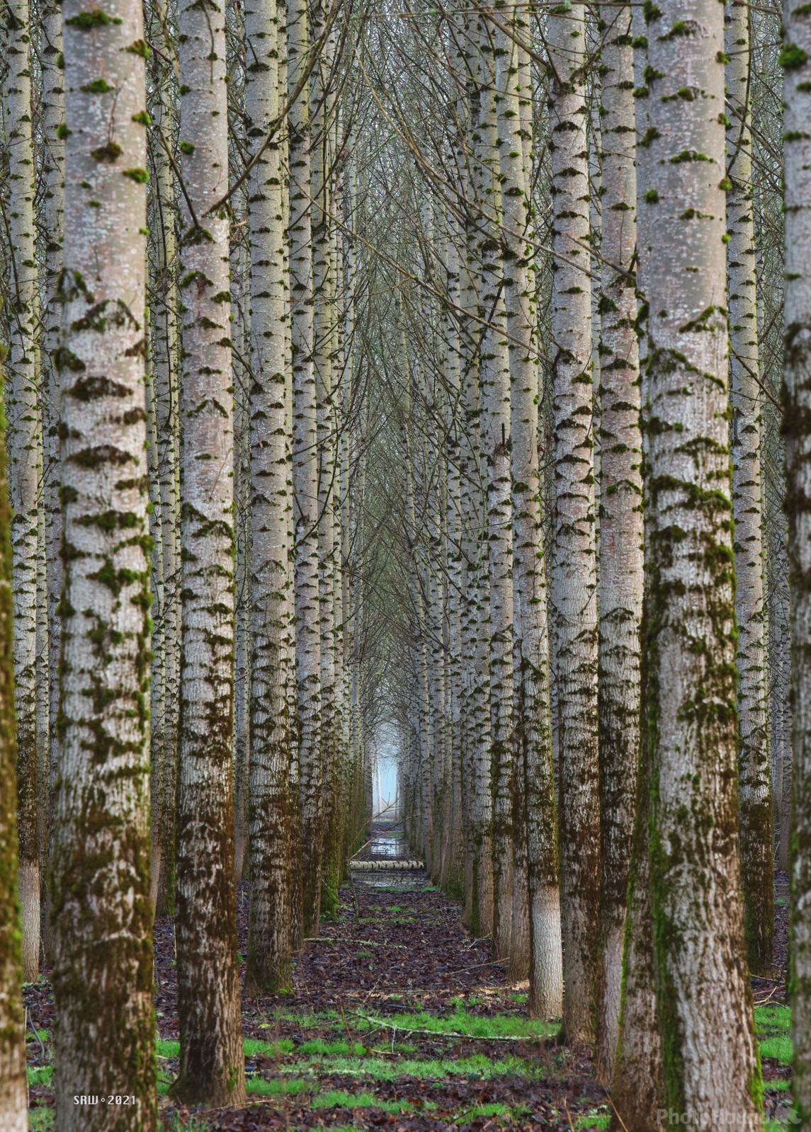 Image of Chehalis Poplar Plantation by Sheldon White
