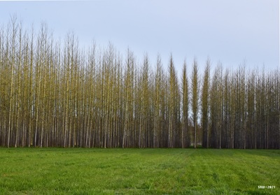 pictures of the United States - Chehalis Poplar Plantation