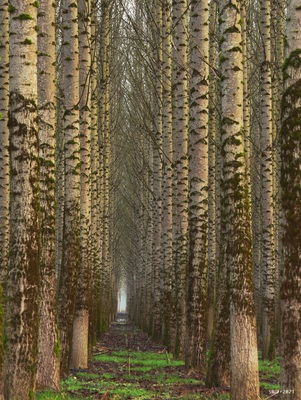 United States pictures - Chehalis Poplar Plantation