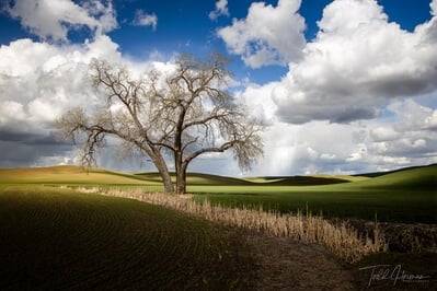 images of Palouse - Tennessee Flat Road Lone Trees