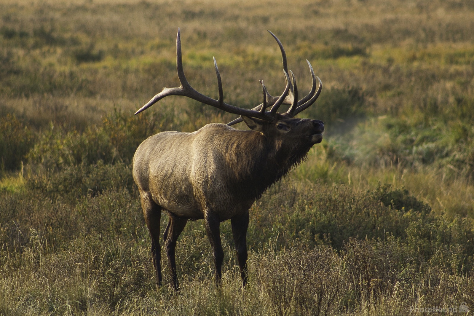 Image of Wildlife - Elk by Andy Hammes