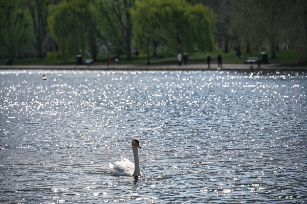 Swan on the Serpentine