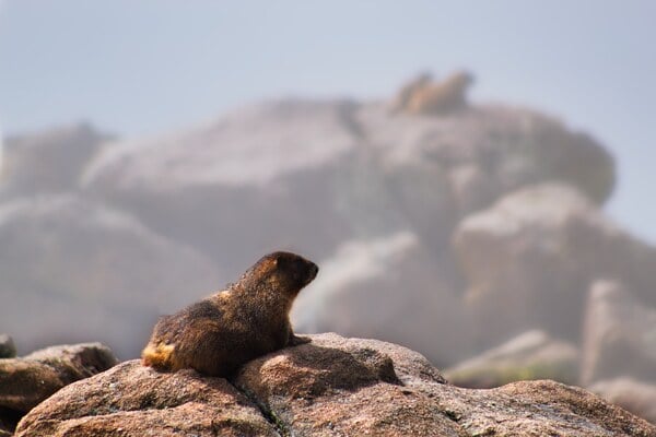 Marmots at the end of the Forest Canyon Overlook