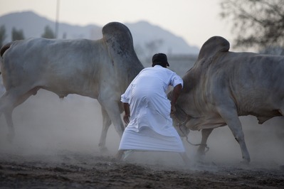 Traditional Bull Fighting at Fujairah
