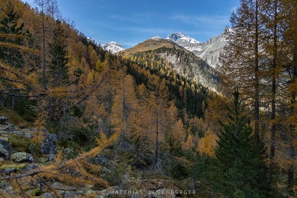 beautiful landscape with the golden larches on the way to the laj da palpuogna