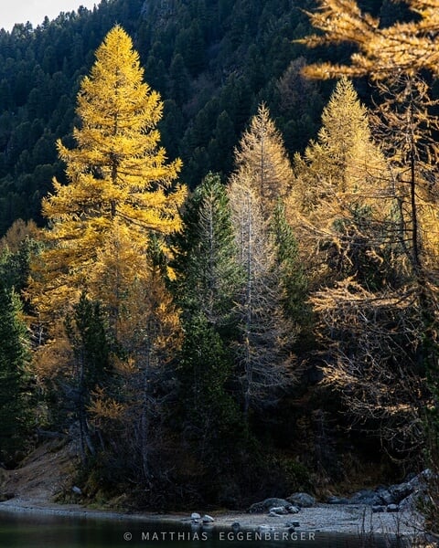 beautiful landscape with the golden larches by the laj da palpuogna