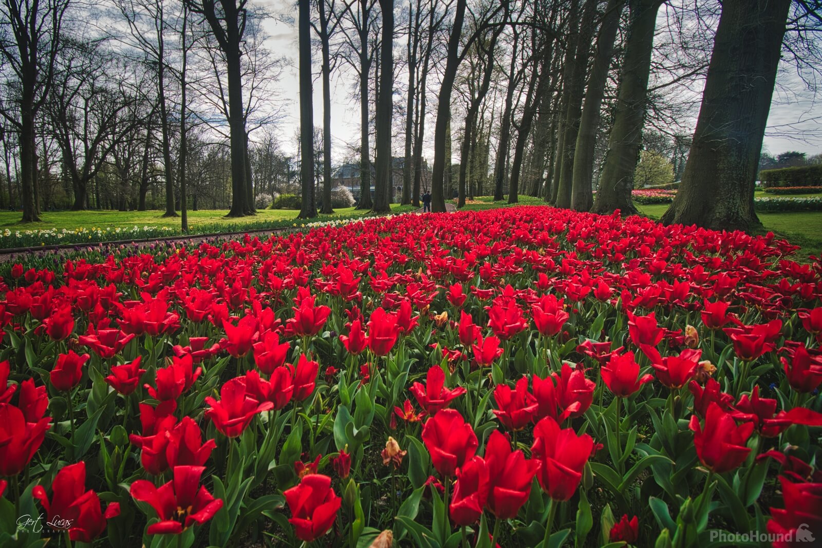 Image of Floralia, Brussels by Gert Lucas