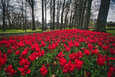 Picture of Floralia, Brussels - Floralia, Brussels