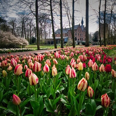 Picture of Floralia, Brussels - Floralia, Brussels