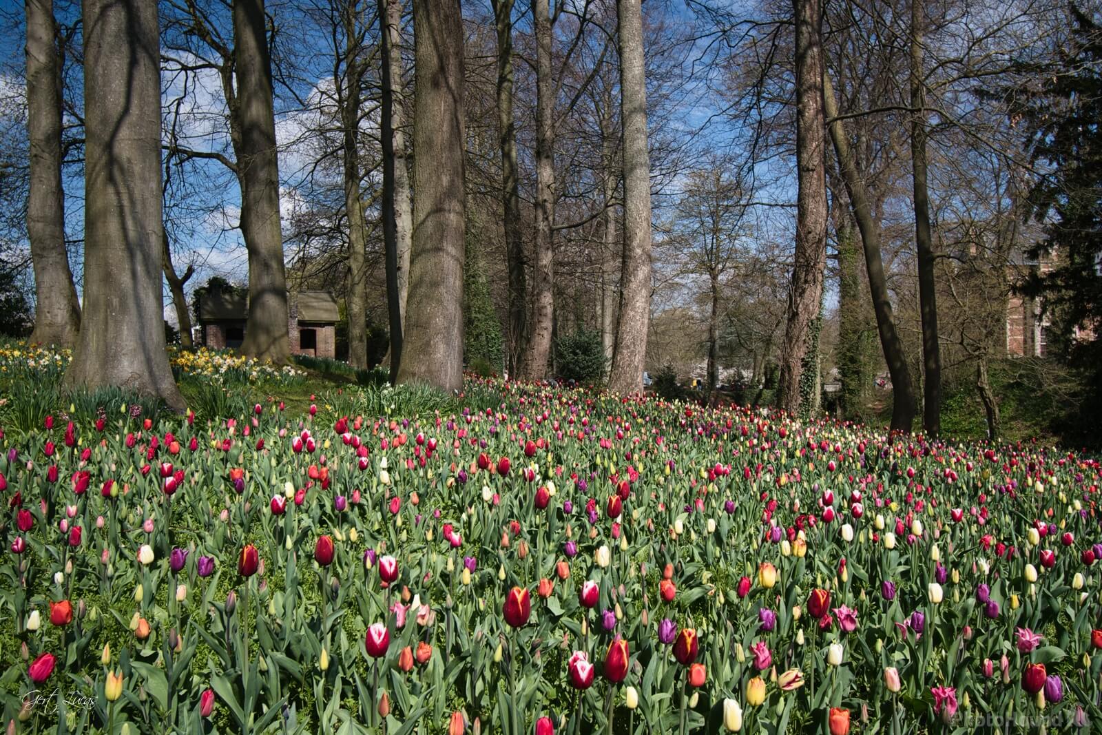 Image of Floralia, Brussels by Gert Lucas