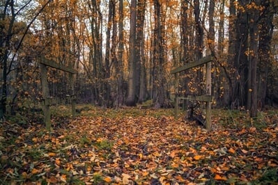 Picture of Raveley Wood - Raveley Wood