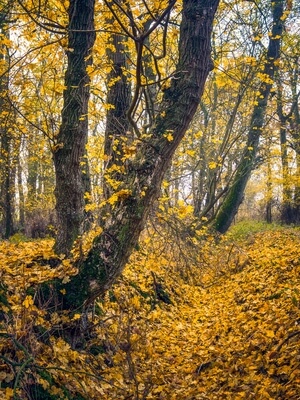 Photo of Raveley Wood - Raveley Wood