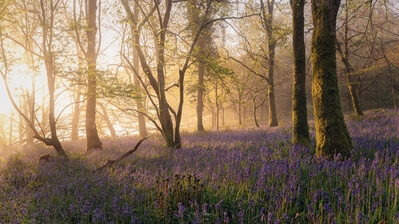 Castle woods carpeted with bluebells