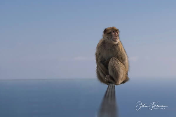 Barbary ape sitting on the skywalk