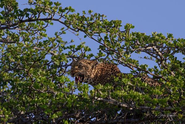 Leopard on safari from Lake Manze camp