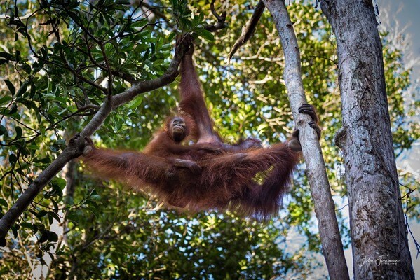 Mother & young Orangutan at Tanjung Puting 