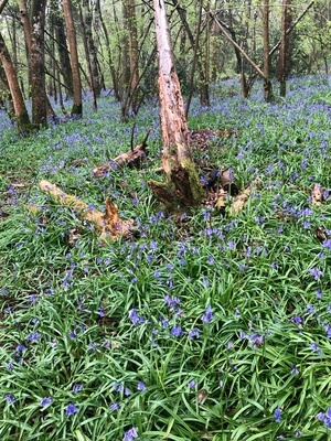 Bluebells In bloom Duncliffe Wood