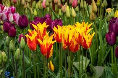 Tulip Festival in Arundel - Each year in April and May.