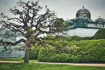 Belgium pictures - Royal Greenhouses Laeken