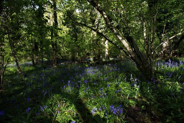 St Luke's Bluebell Wood