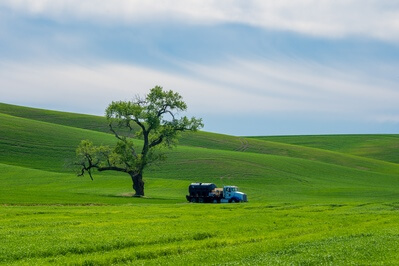 images of Palouse - May Road Lone Tree