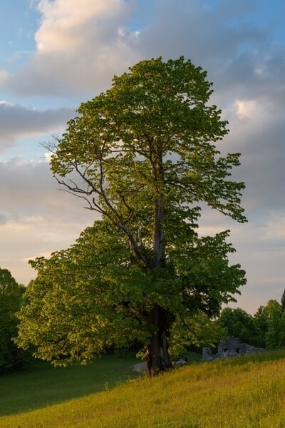 Old linden tree