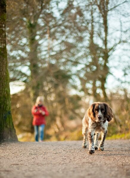 Exercising the dog in Haldon Forest, Exeter, Devon
