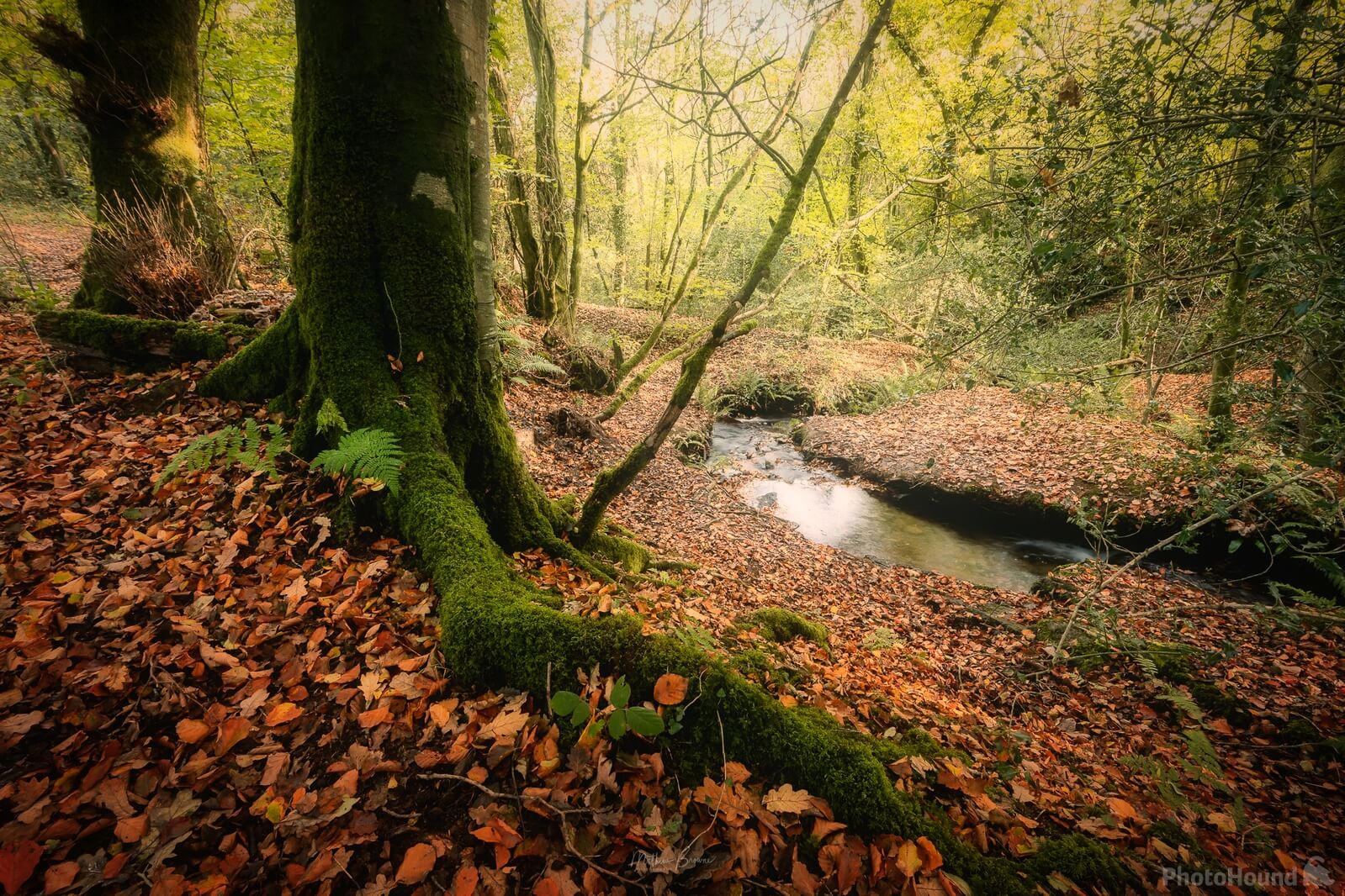 Image of Green Castle Woods by Mathew Browne