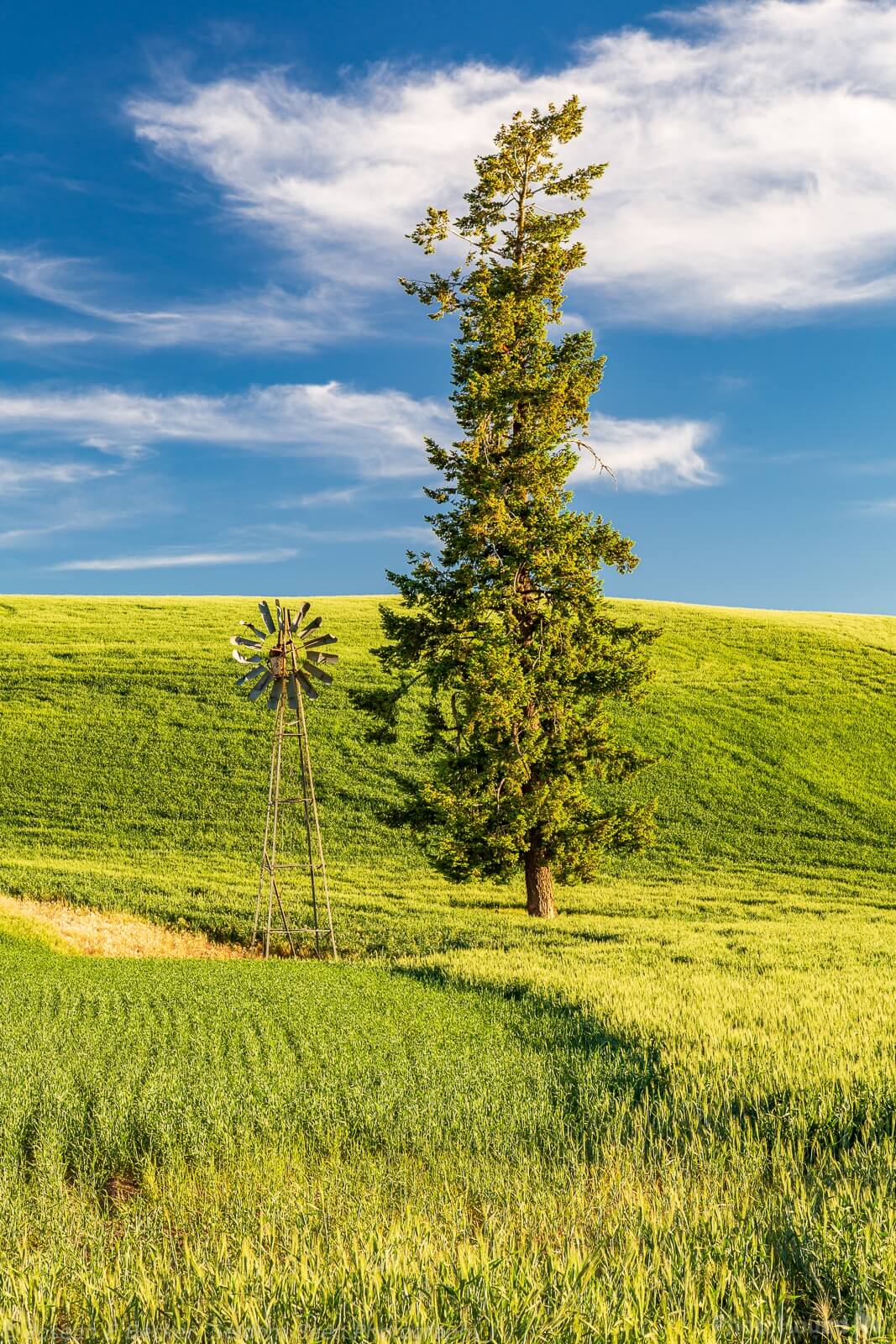 Image of CJ Ochs Windmill and Lone Tree by Joe Becker