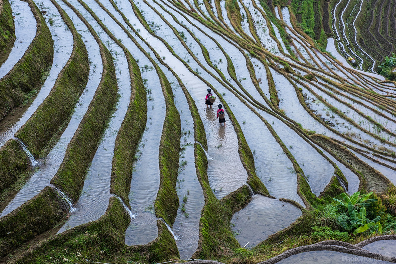 Image of Longji Terraced Fields by Mercier Zeng