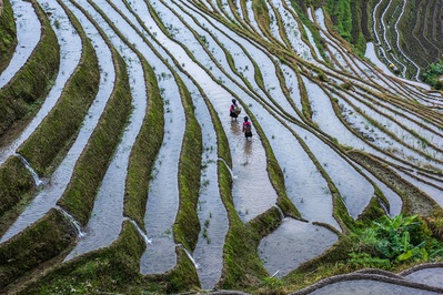 China images - Longji Terraced Fields