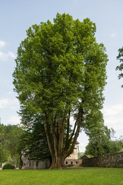 Polhov Gradec Mansion (Polhograjska graščina) - huge linden tree