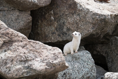 I discover this stoat during my watch for marmots.