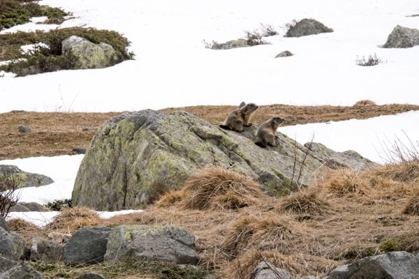 Those two (2) marmots have been fighting for a while. 