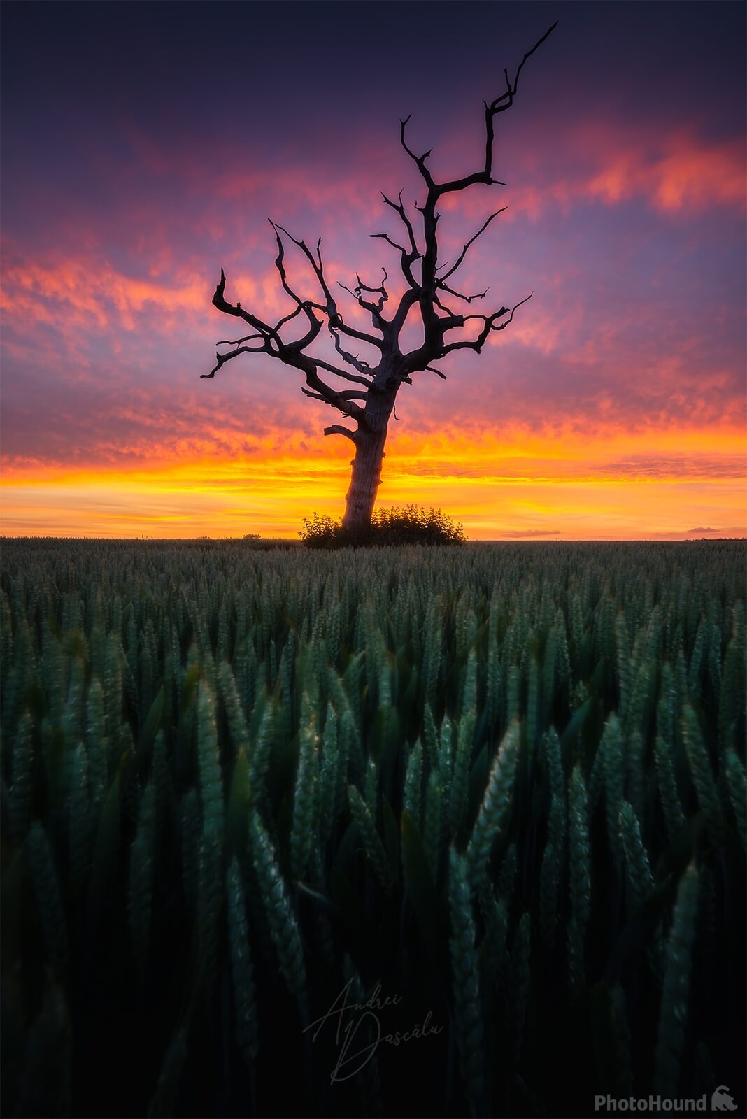 Image of   Lone Tree At Tarrant Monkton by Andrei Dascalu