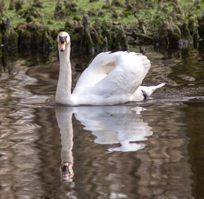 One of the many swan residents of Swan Lake.