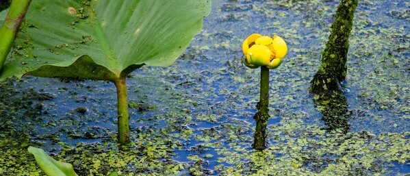 Yellow Water Lily flower