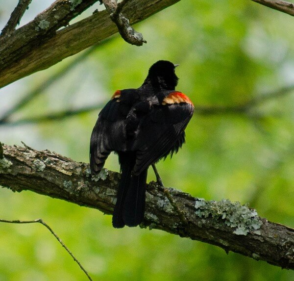 Male Red-Winged Blackbird chirping