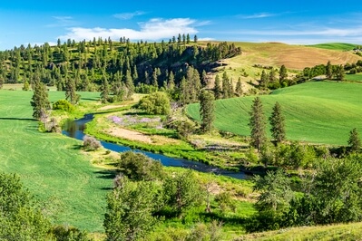 images of Palouse - Shields Road, Palouse River Viewpoint