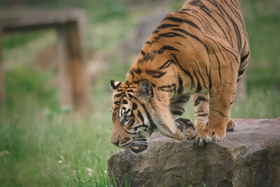 images of South Wales - Manor Wildlife Park