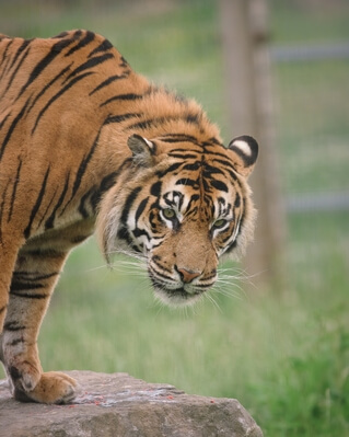 pictures of South Wales - Manor Wildlife Park