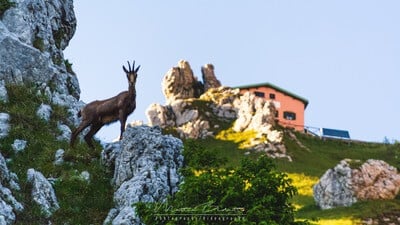 A chamois and the hut in the background