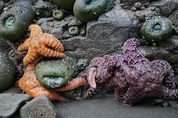 Starfish during low tide
