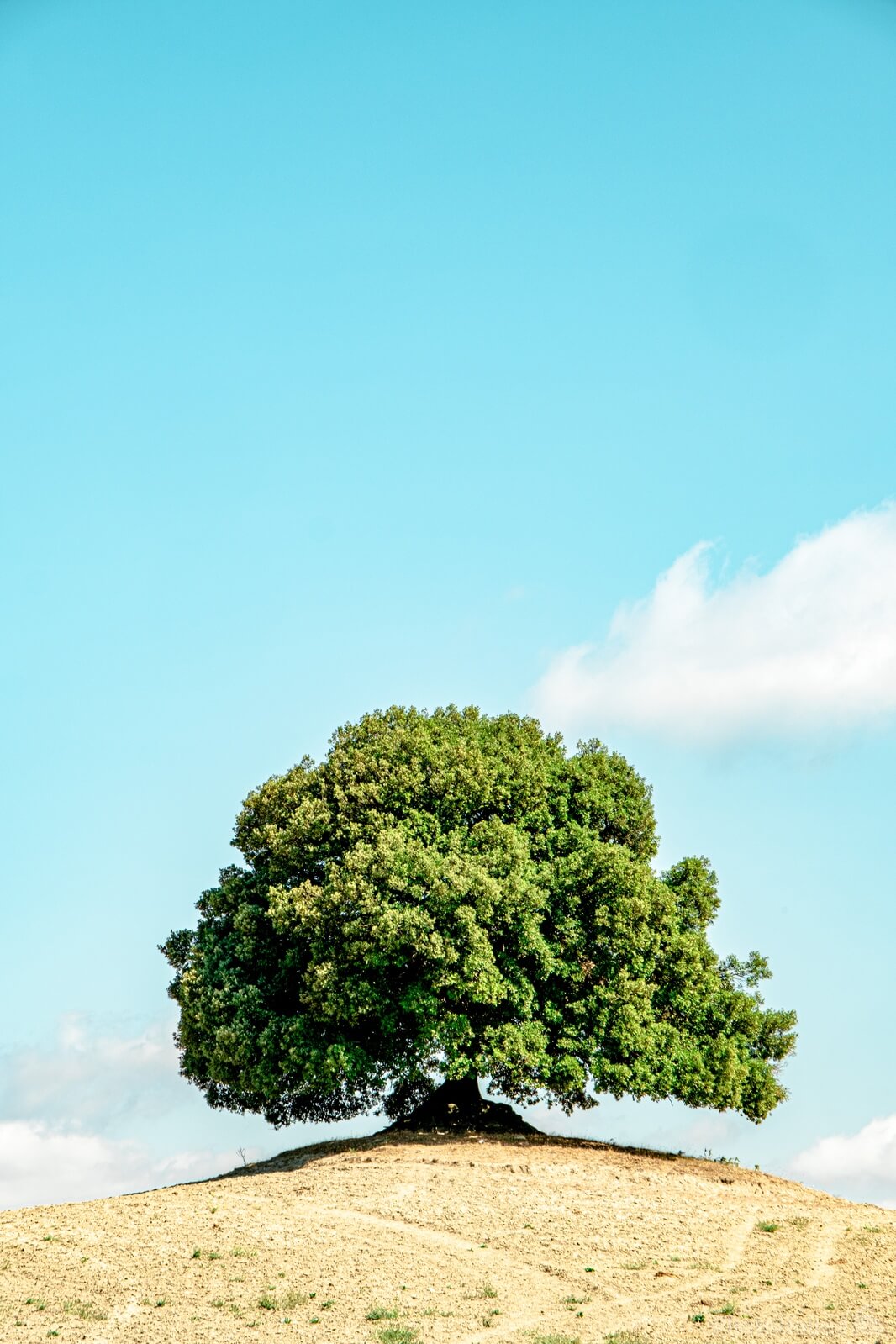 Image of Buonconvento old oak tree by Joel Rodrigo
