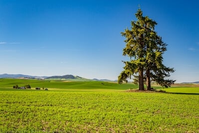 photography locations in Palouse - Reuben Schultz Lone Trees