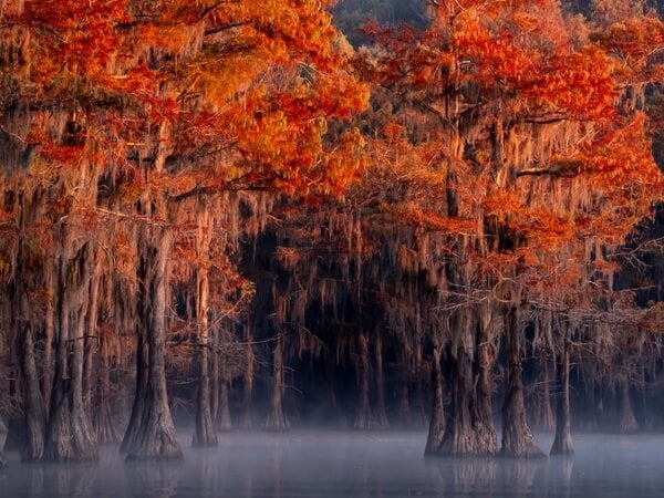 In November the color in the cypress trees is amazing. 