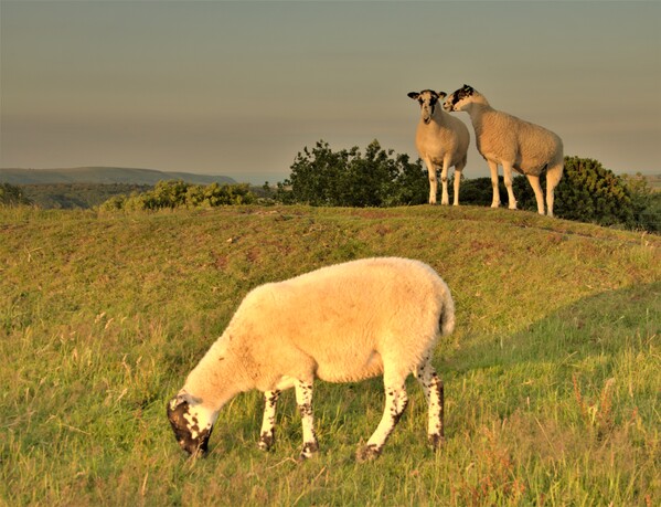 Sheep gossiping.