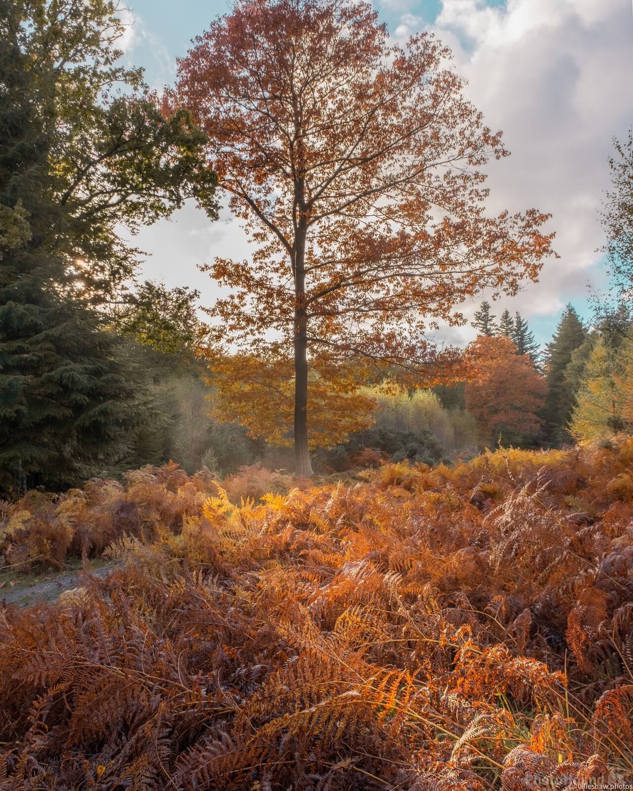 Image of Blackwater Woods by Ollie Shaw